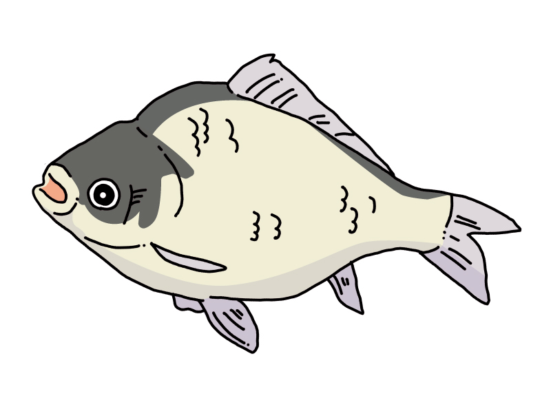 ヘラ　イラスト